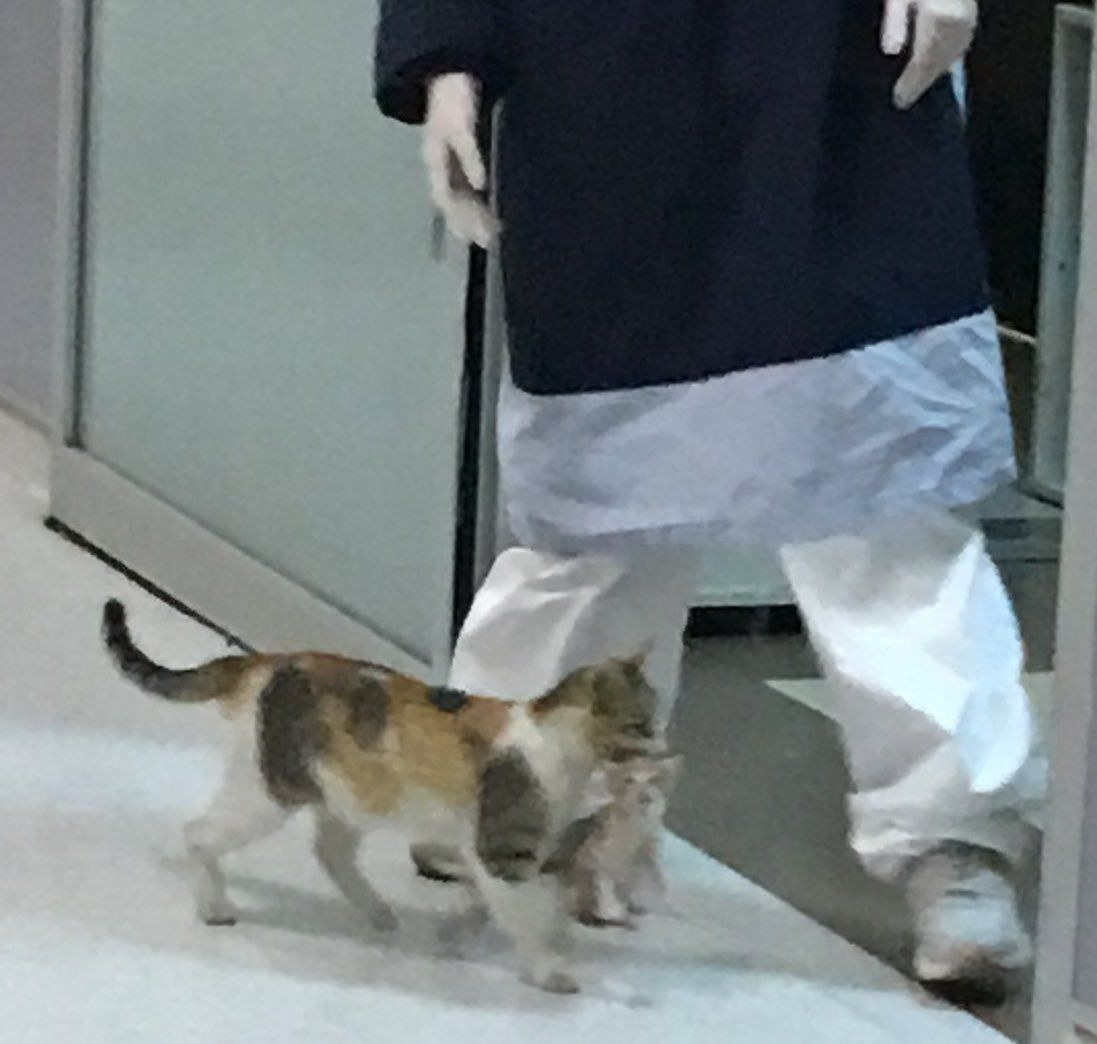 Türk hekimlerine güvenileceğini biliyordu, yavrusunu ensesinden tutup acile getirdi! - Sayfa 6