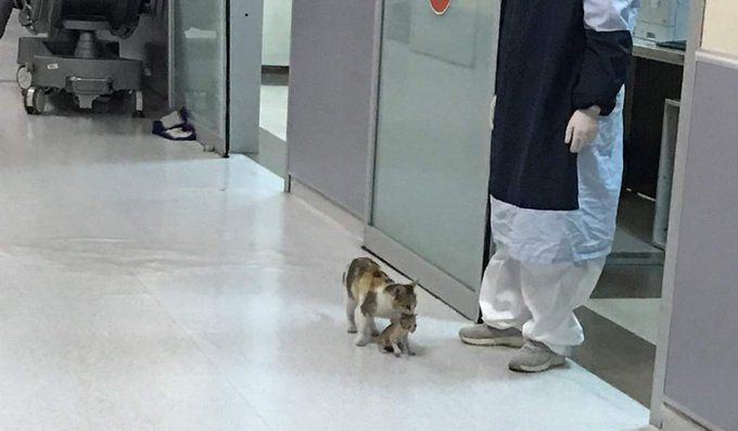 Türk hekimlerine güvenileceğini biliyordu, yavrusunu ensesinden tutup acile getirdi! - Sayfa 5