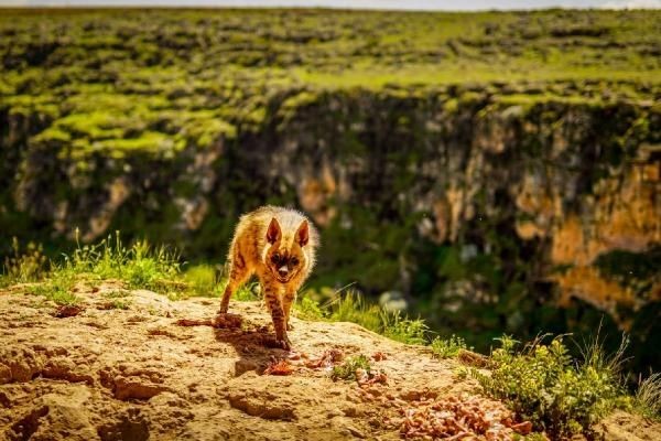 Adıyaman'da çizgili sırtlan görüntülendi... - Sayfa 1