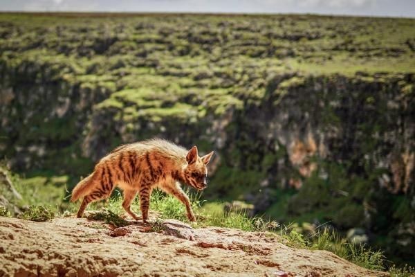 Adıyaman'da çizgili sırtlan görüntülendi... - Sayfa 2