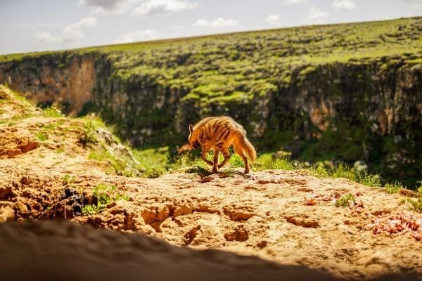 Adıyaman'da çizgili sırtlan görüntülendi... - Sayfa 3