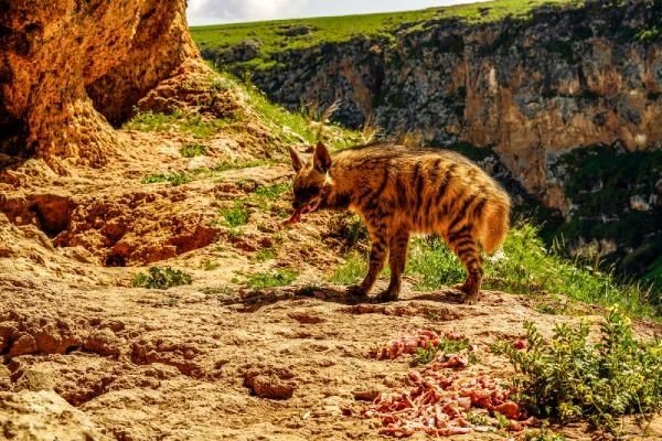 Adıyaman'da çizgili sırtlan görüntülendi... - Sayfa 4