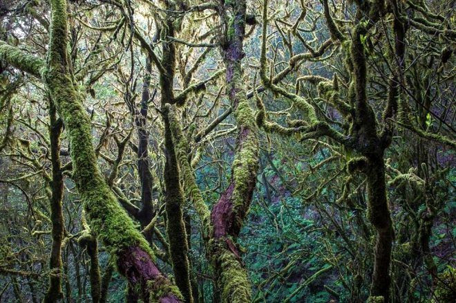 İşte 2020 GDT Doğa Fotoğrafçısı Yarışmasının kazananları.. Ürküten kare! Dünyada bir numaraya oturdu - Sayfa 7