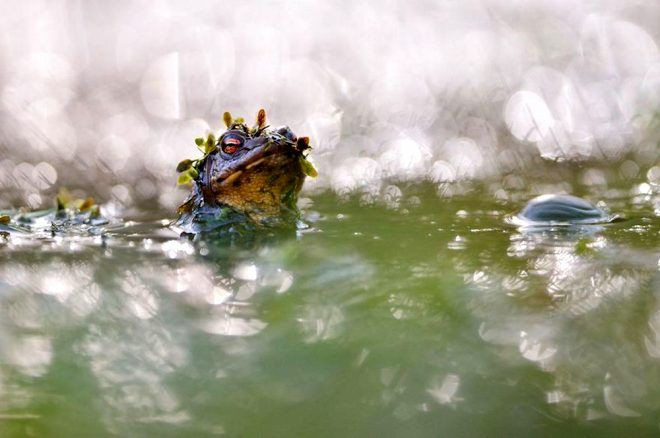 İşte 2020 GDT Doğa Fotoğrafçısı Yarışmasının kazananları.. Ürküten kare! Dünyada bir numaraya oturdu - Sayfa 16