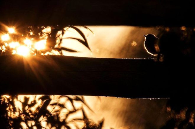 İşte 2020 GDT Doğa Fotoğrafçısı Yarışmasının kazananları.. Ürküten kare! Dünyada bir numaraya oturdu - Sayfa 8