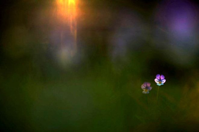 İşte 2020 GDT Doğa Fotoğrafçısı Yarışmasının kazananları.. Ürküten kare! Dünyada bir numaraya oturdu - Sayfa 22