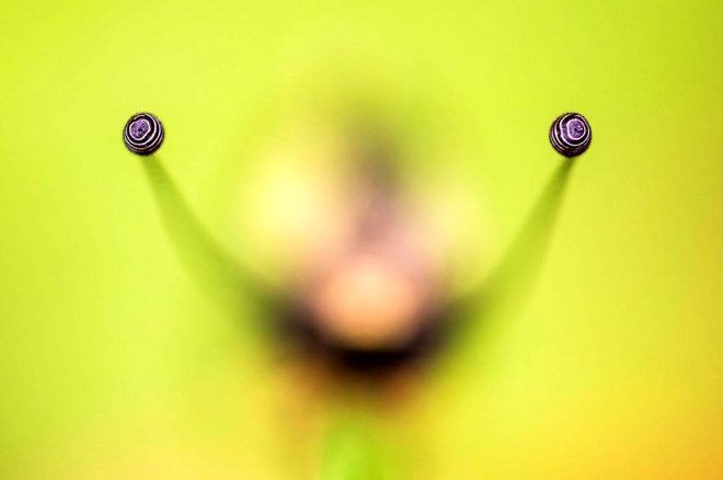 İşte 2020 GDT Doğa Fotoğrafçısı Yarışmasının kazananları.. Ürküten kare! Dünyada bir numaraya oturdu - Sayfa 12