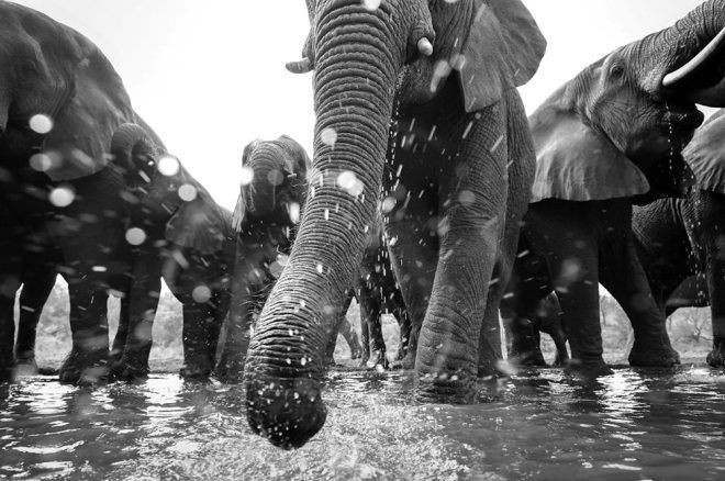 İşte 2020 GDT Doğa Fotoğrafçısı Yarışmasının kazananları.. Ürküten kare! Dünyada bir numaraya oturdu - Sayfa 21