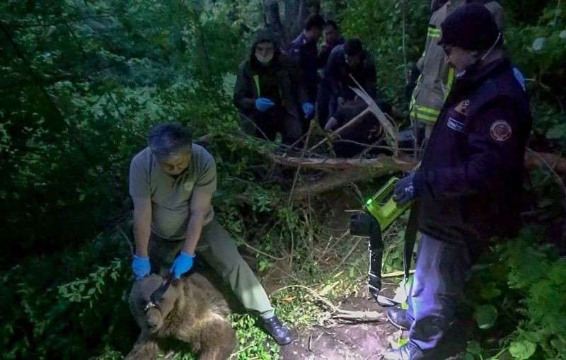 Uludağ’da kapana yakalanan ayı kurtarıldı - Sayfa 6