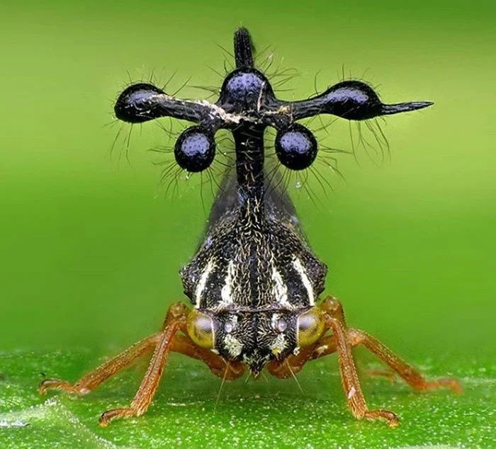 Gerçek olduğuna inanamayacağınız canlılar - Sayfa 18