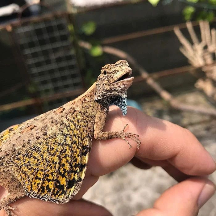 Gerçek olduğuna inanamayacağınız canlılar - Sayfa 6