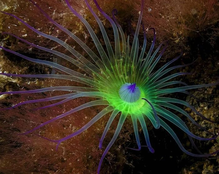 Gerçek olduğuna inanamayacağınız canlılar - Sayfa 10