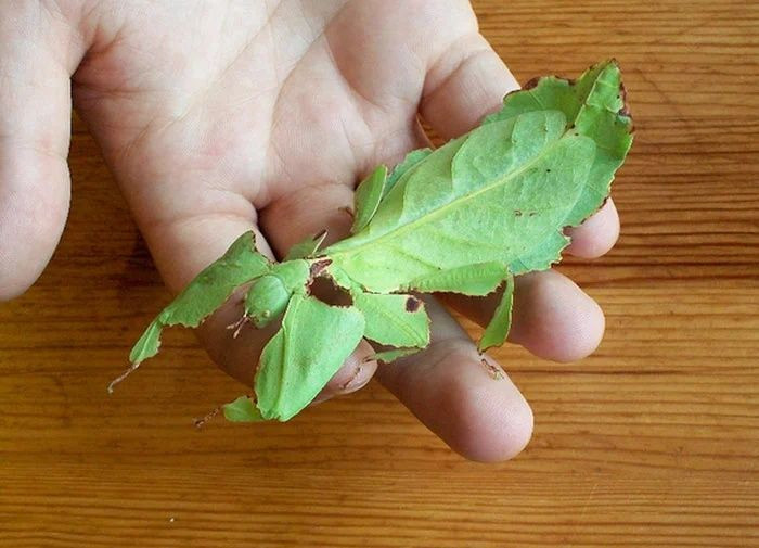 Gerçek olduğuna inanamayacağınız canlılar - Sayfa 11