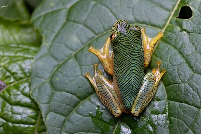 Gerçek olduğuna inanamayacağınız canlılar - Sayfa 17