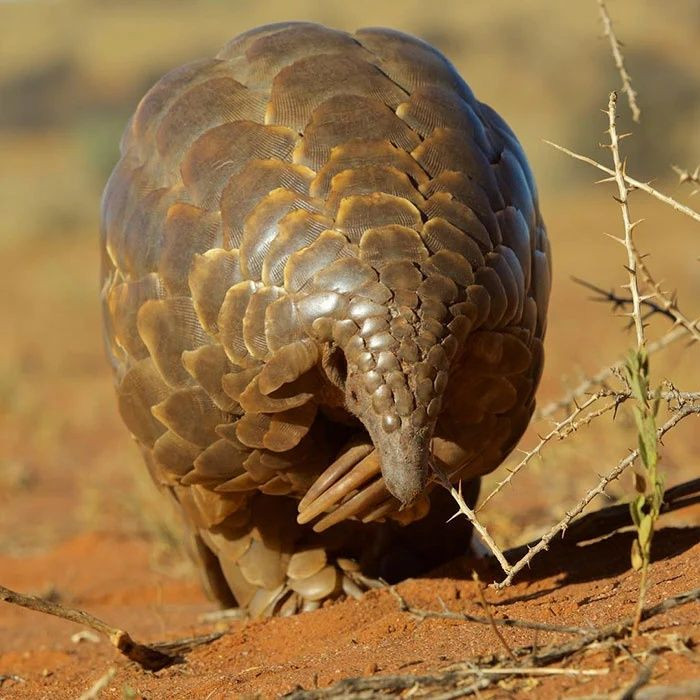 Gerçek olduğuna inanamayacağınız canlılar - Sayfa 12