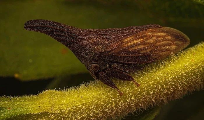 Gerçek olduğuna inanamayacağınız canlılar - Sayfa 20