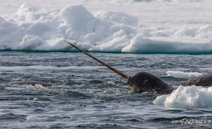 Gerçek olduğuna inanamayacağınız canlılar - Sayfa 19