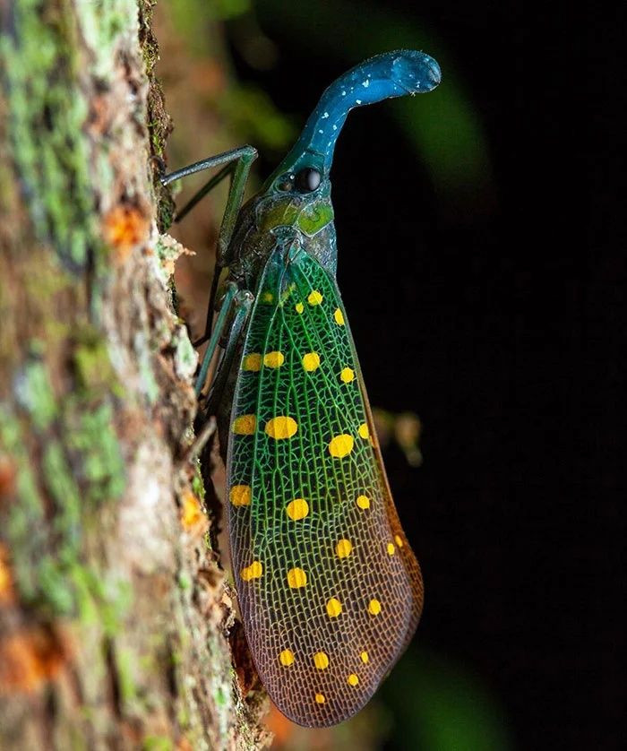 Gerçek olduğuna inanamayacağınız canlılar - Sayfa 7