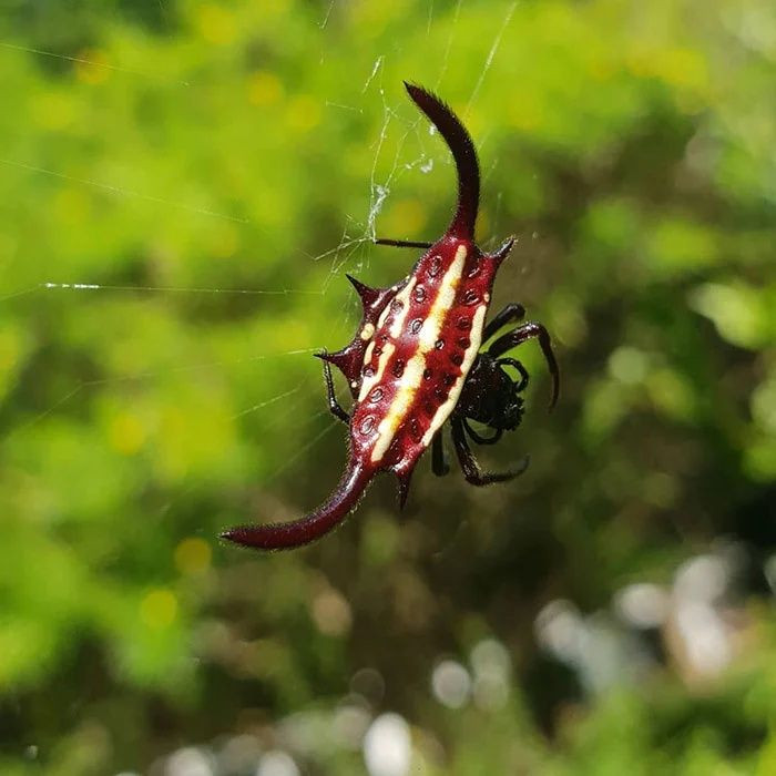 Gerçek olduğuna inanamayacağınız canlılar - Sayfa 14