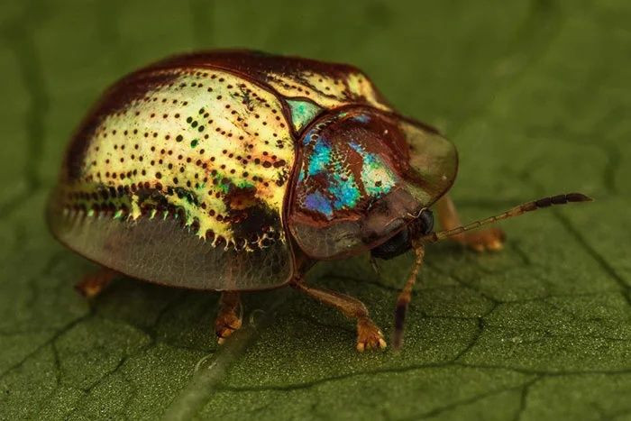 Gerçek olduğuna inanamayacağınız canlılar - Sayfa 8