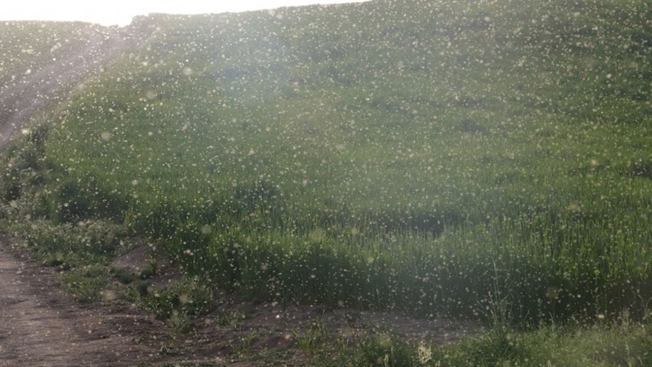 Son dakika... Yozgat'ta bir köy sinek istilasına uğradı - Sayfa 5