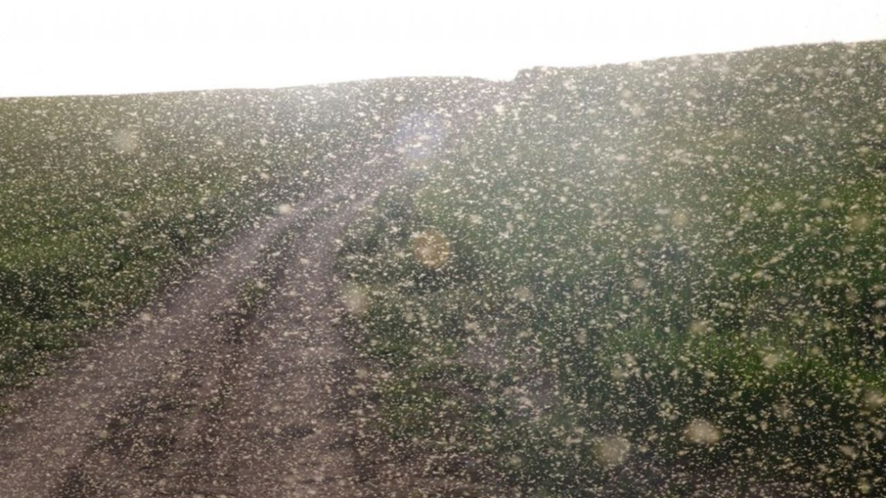 Son dakika... Yozgat'ta bir köy sinek istilasına uğradı - Sayfa 8