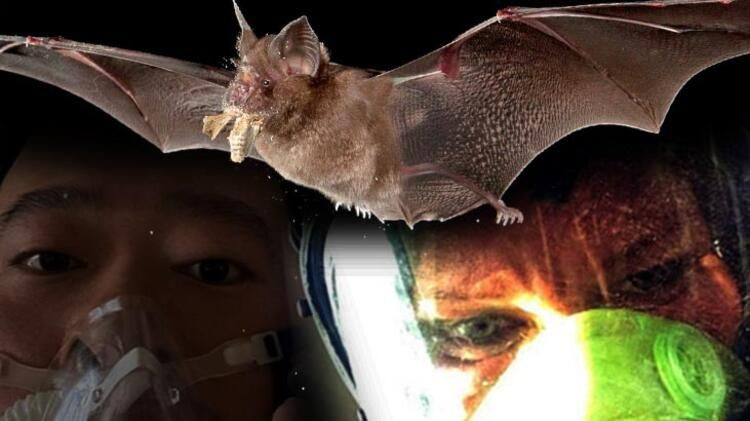 Yeni ölümcül salgın yayılıyor! Bu kez tavşanlar... - Sayfa 5