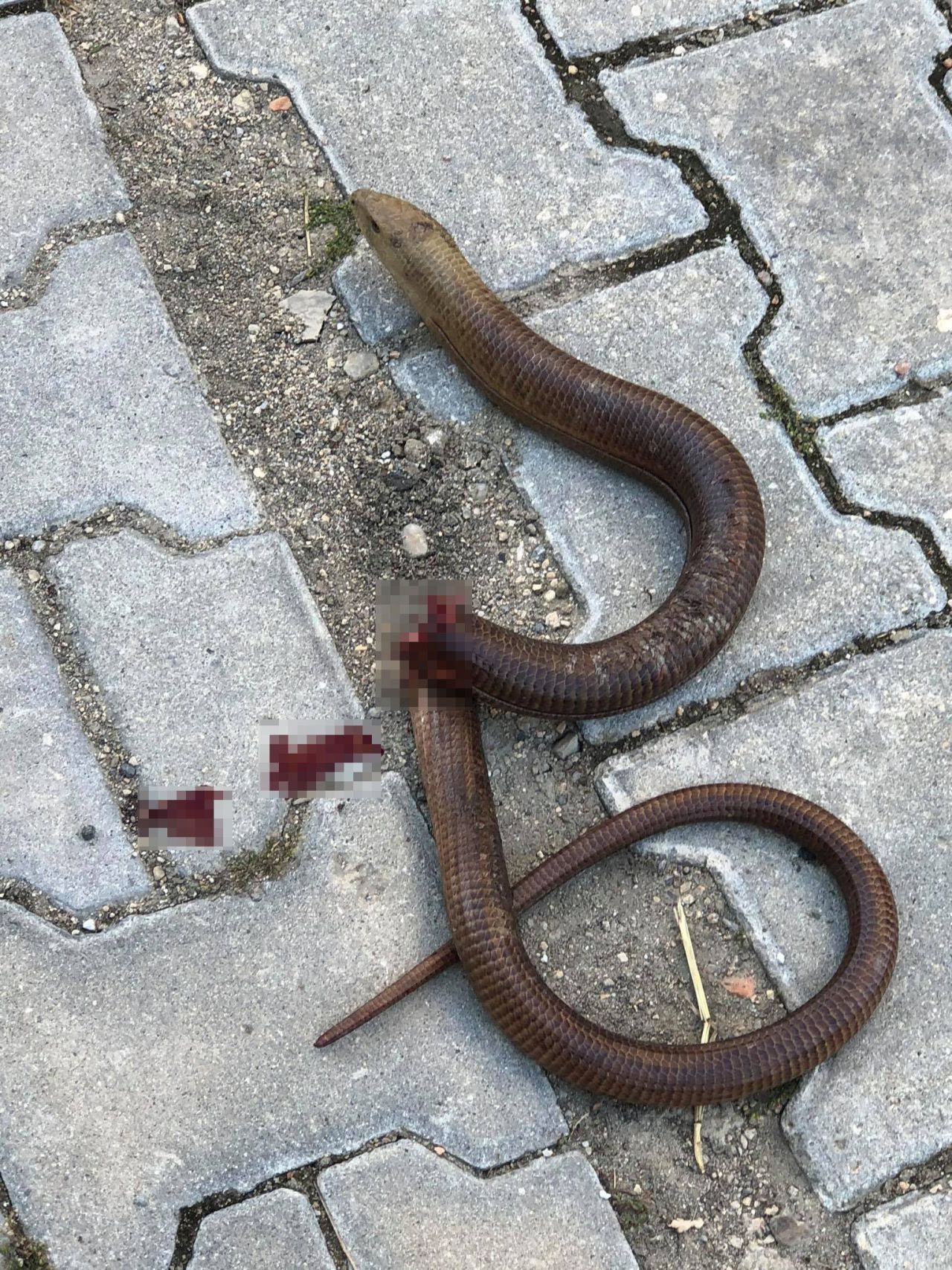 Görenler hayrete düştü! Yılan sandılar bakın ne çıktı! - Sayfa 5