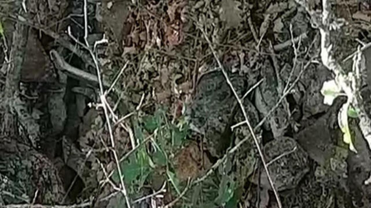 Son dakika... Muş'ta 7 metrelik 2 engerek yılanı görüntülendi! "Anlatsak kimse inanmazdı" - Sayfa 10