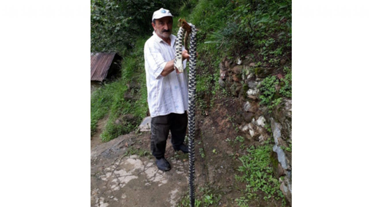 Son dakika... Muş'ta 7 metrelik 2 engerek yılanı görüntülendi! "Anlatsak kimse inanmazdı" - Sayfa 12