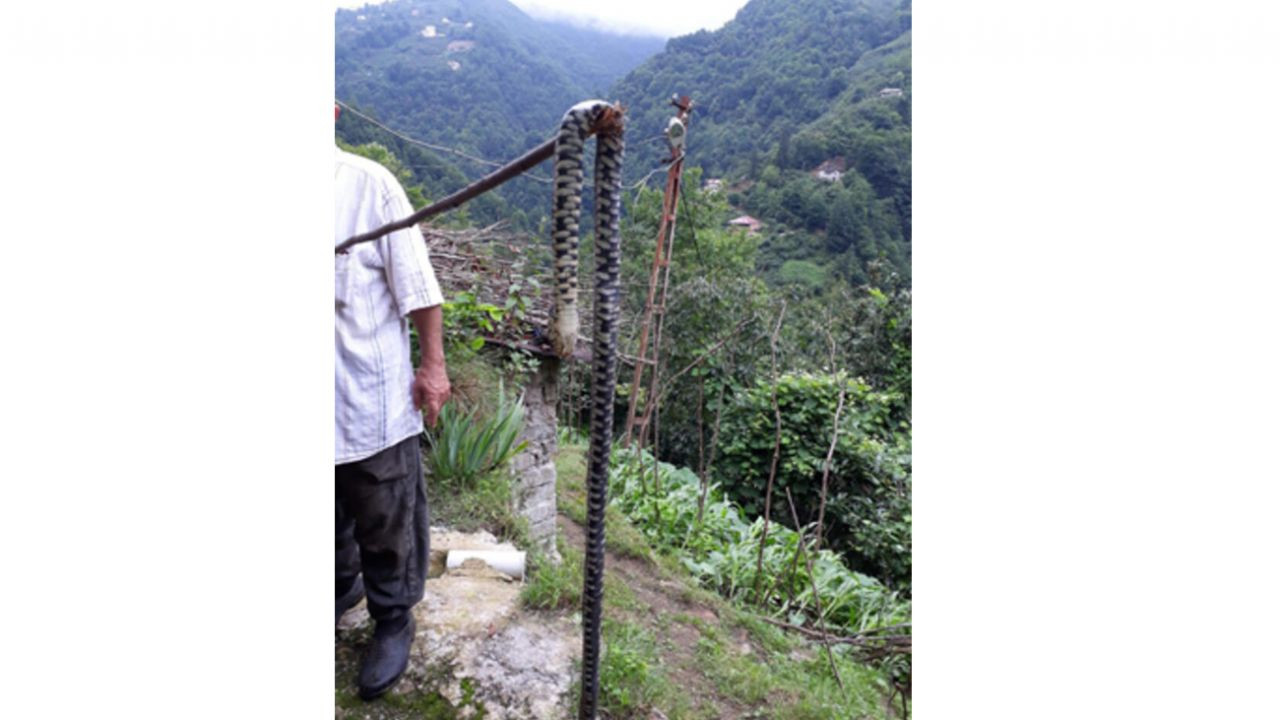 Son dakika... Muş'ta 7 metrelik 2 engerek yılanı görüntülendi! "Anlatsak kimse inanmazdı" - Sayfa 6