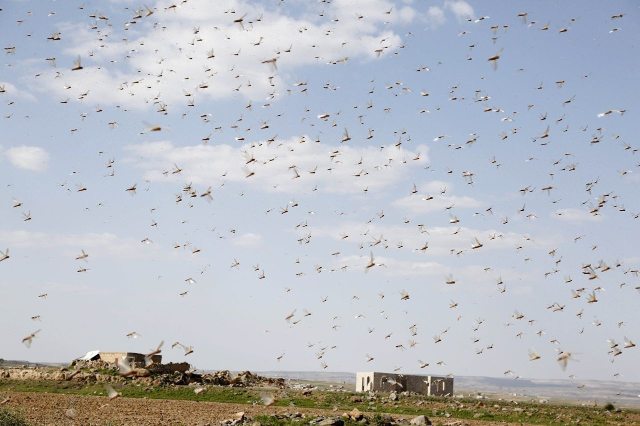 Çekirgeler Yemen'e ulaştılar... - Sayfa 5