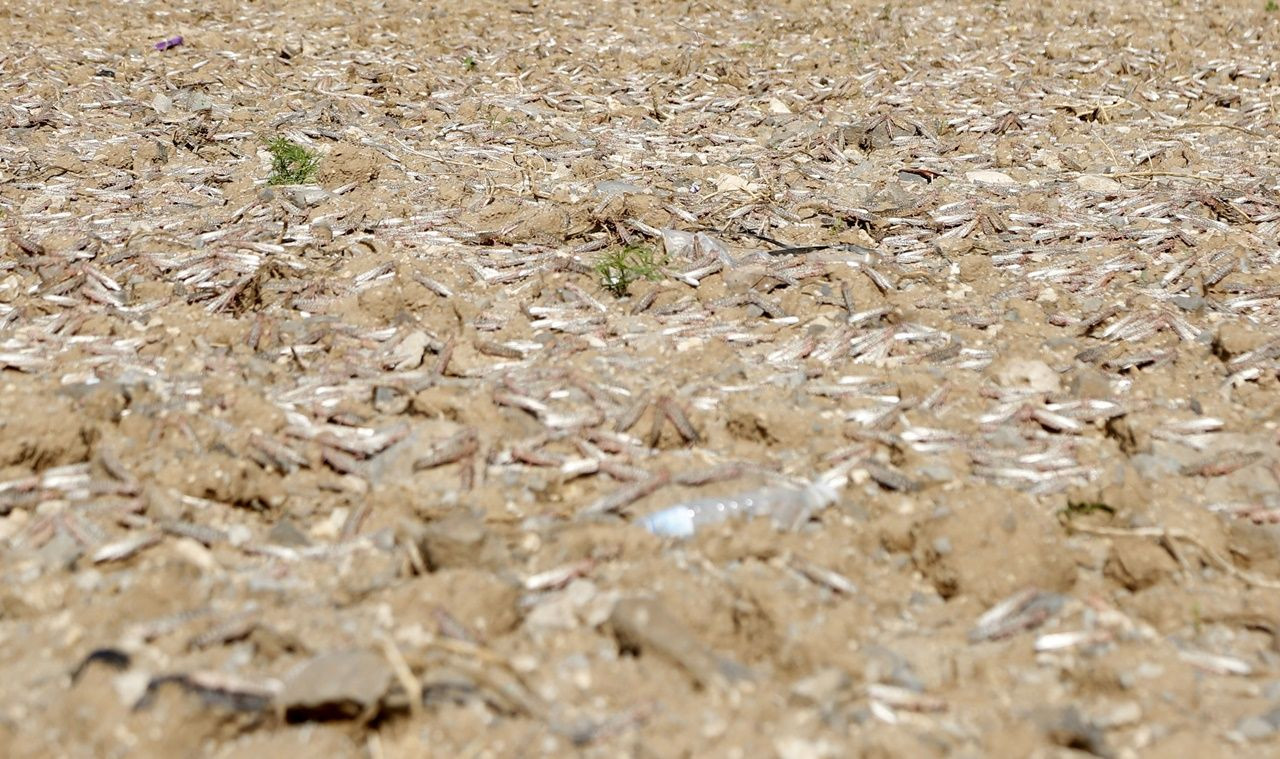 Çekirgeler Yemen'e ulaştılar... - Sayfa 6