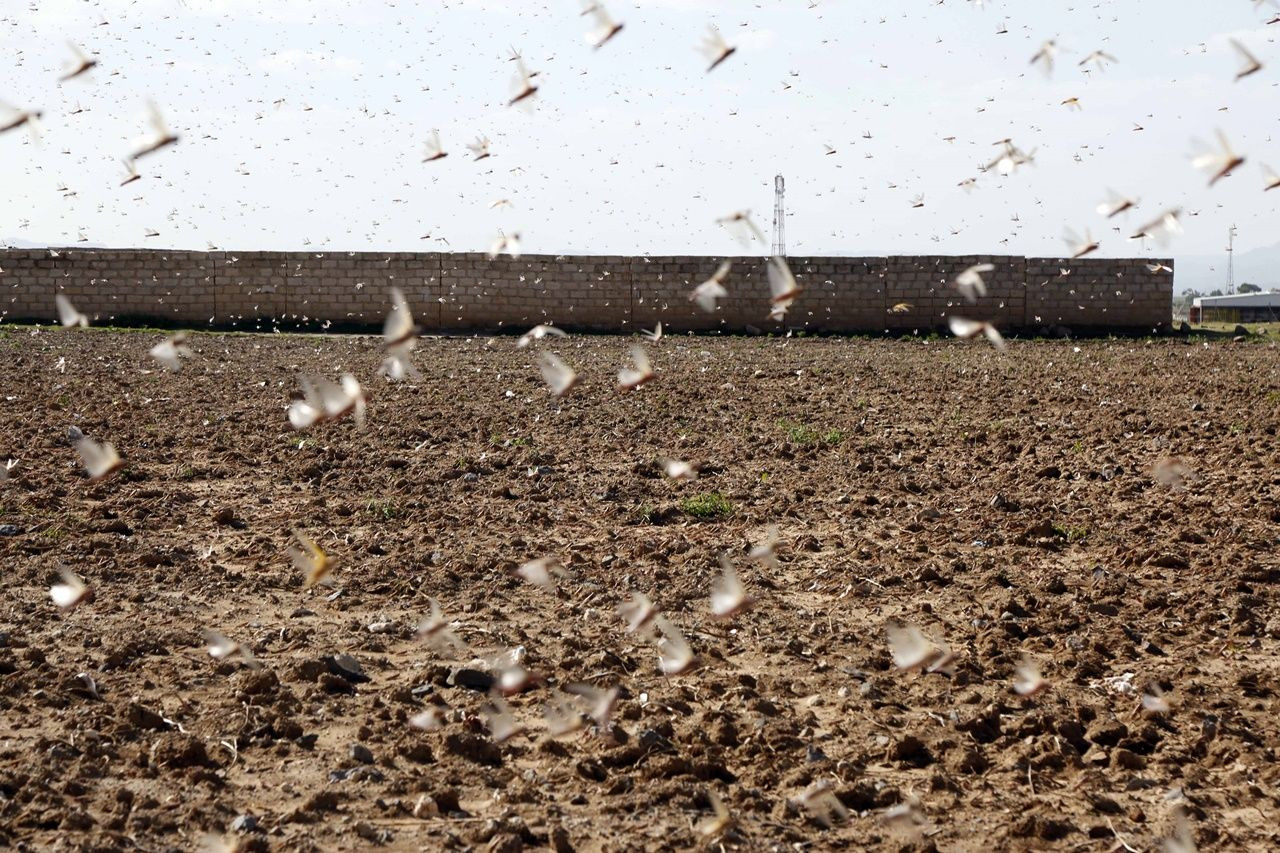 Çekirgeler Yemen'e ulaştılar... - Sayfa 7