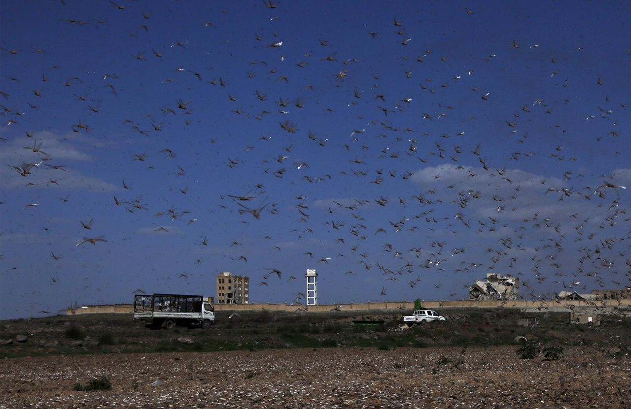 Çekirgeler Yemen'e ulaştılar... - Sayfa 8