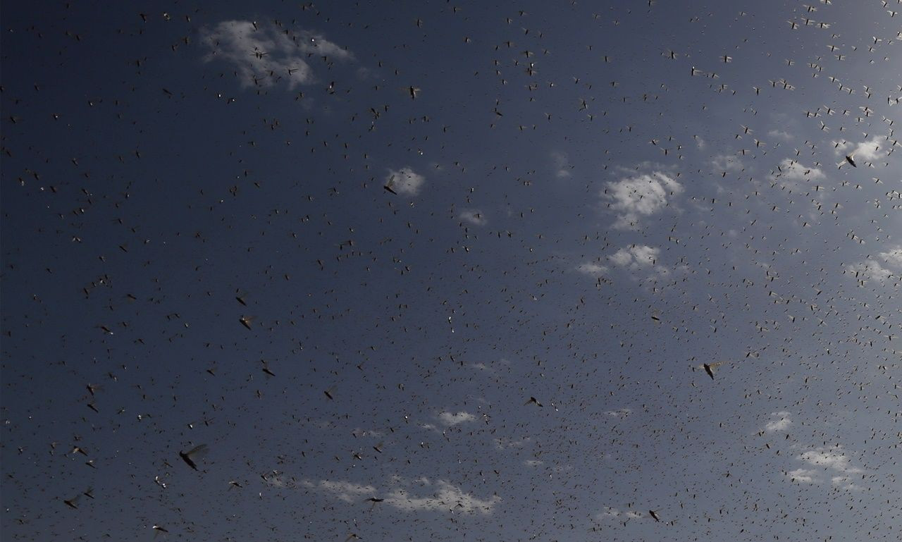 Çekirgeler Yemen'e ulaştılar... - Sayfa 9