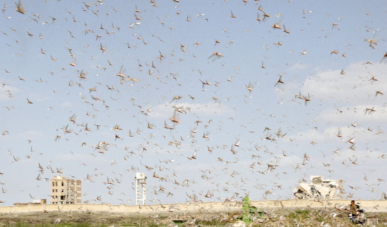 Çekirgeler Yemen'e ulaştılar... - Sayfa 10