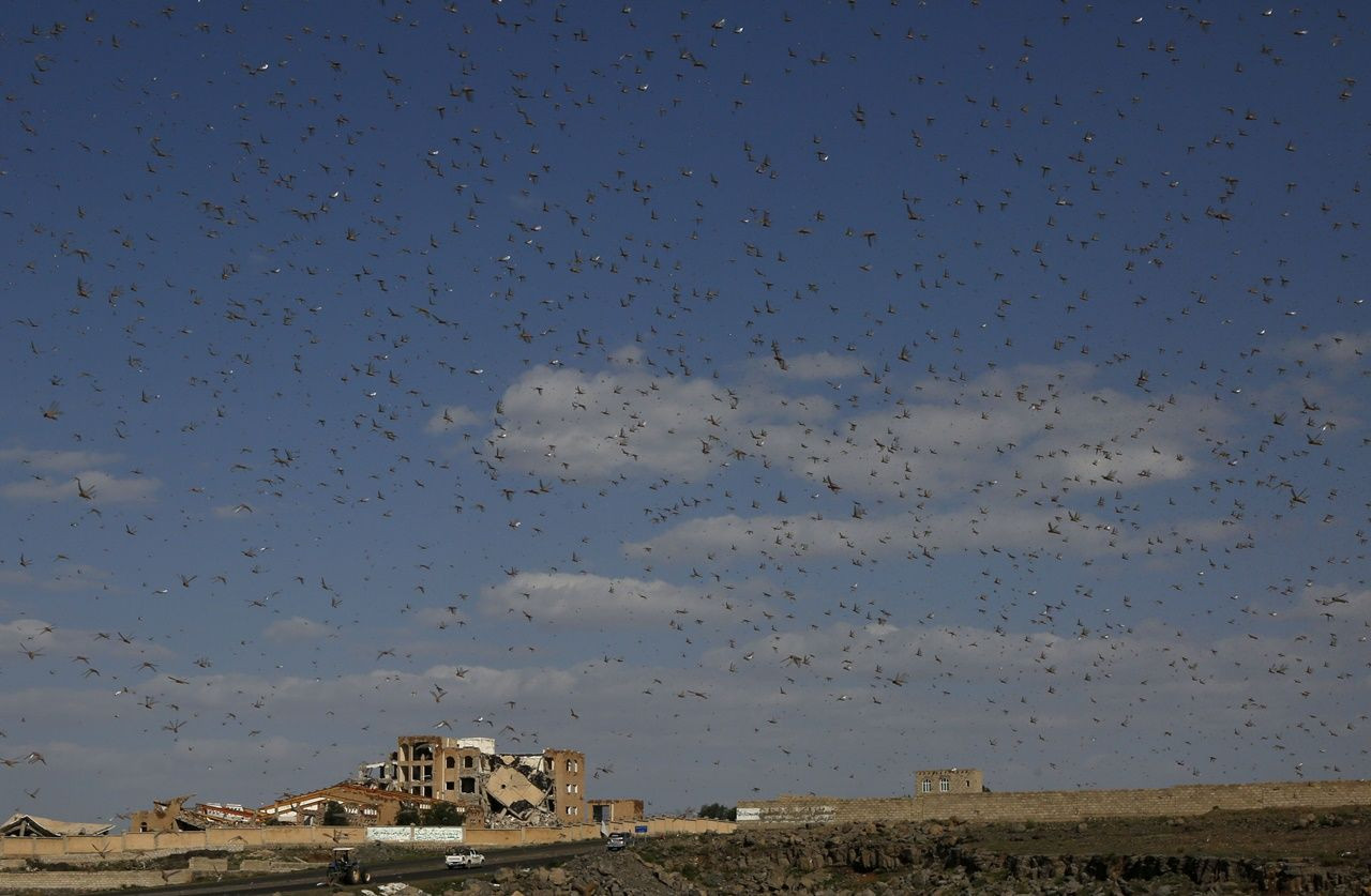 Çekirgeler Yemen'e ulaştılar... - Sayfa 11