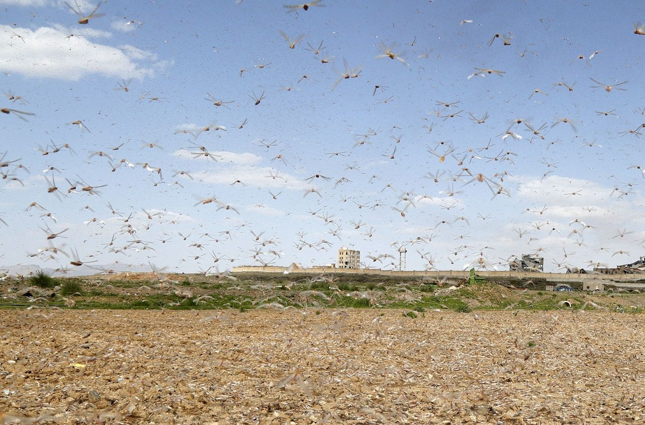Çekirgeler Yemen'e ulaştılar... - Sayfa 12