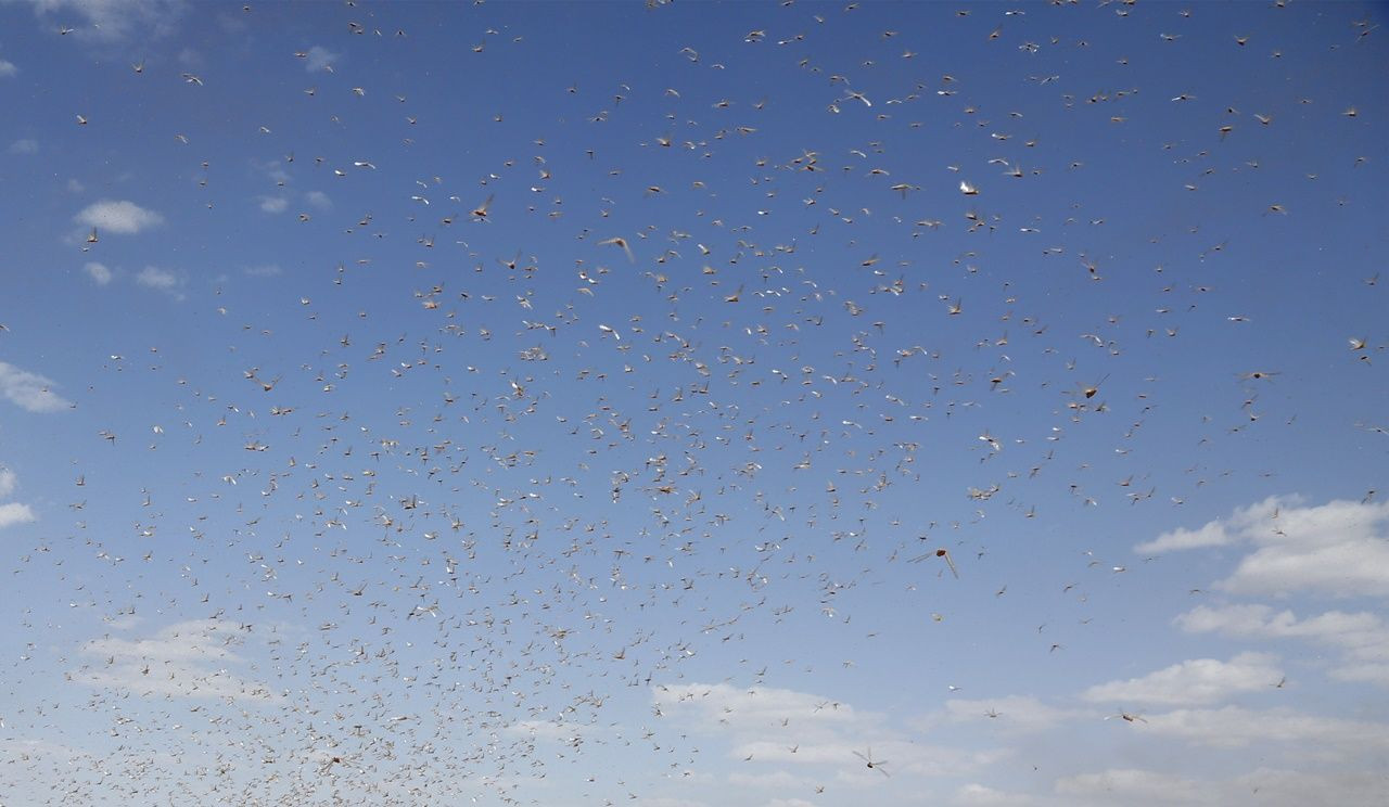 Çekirgeler Yemen'e ulaştılar... - Sayfa 13