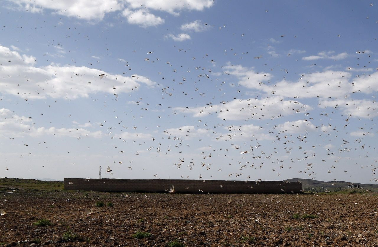 Çekirgeler Yemen'e ulaştılar... - Sayfa 14