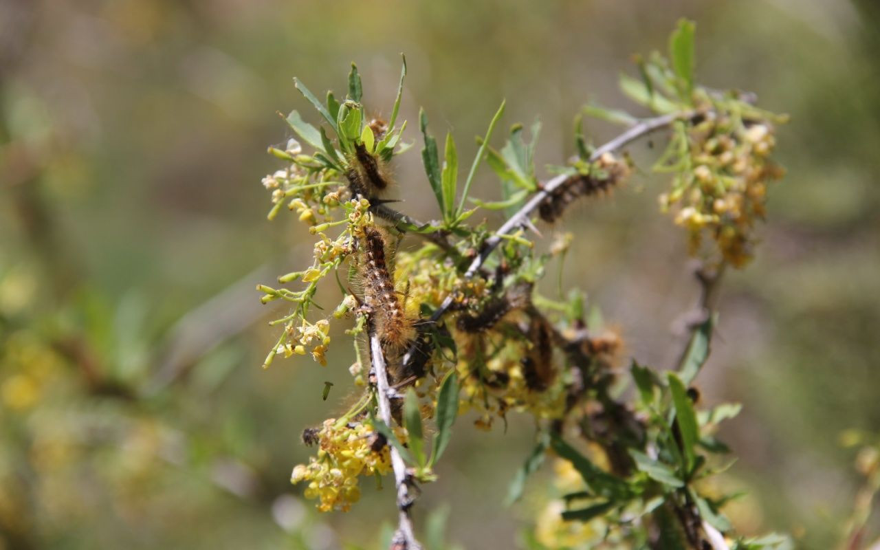Türkiye'de görüldü! Her gün 10 kişi hastaneye gidiyor - Sayfa 7