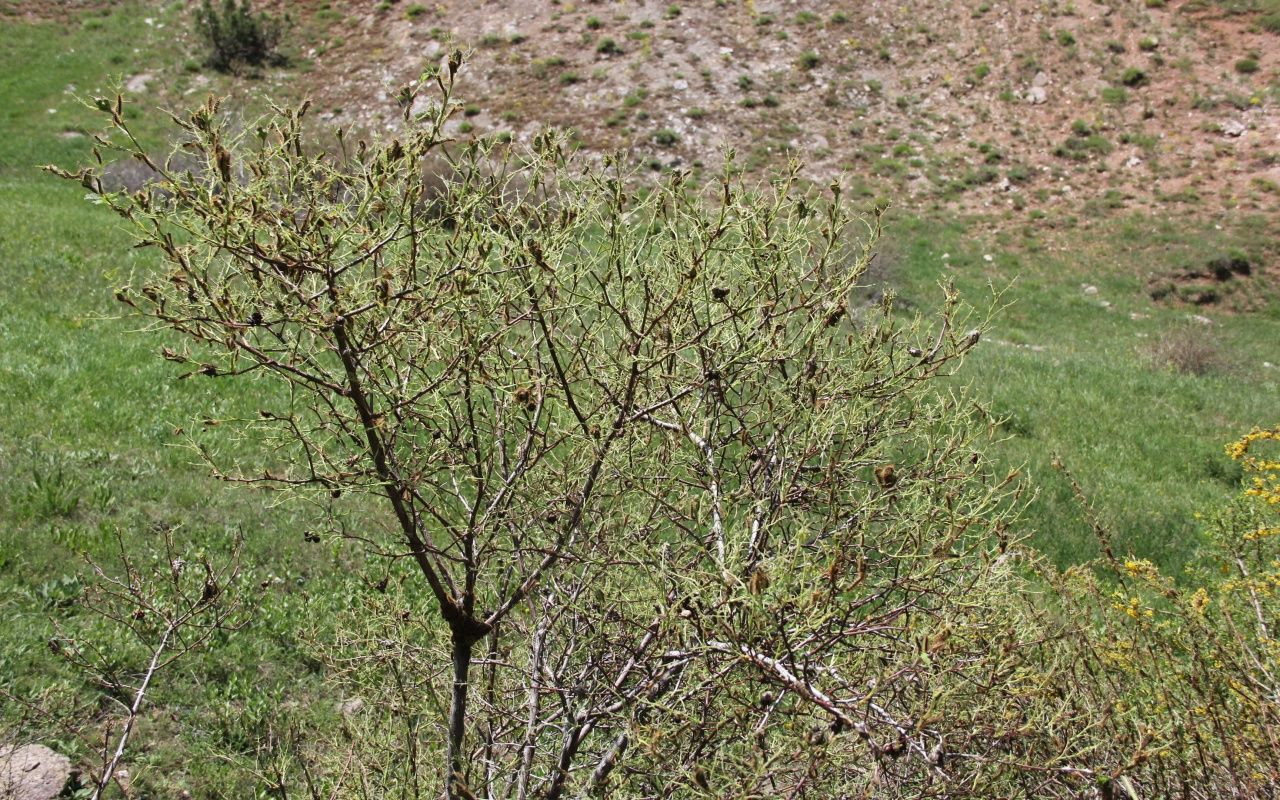 Türkiye'de görüldü! Her gün 10 kişi hastaneye gidiyor - Sayfa 8