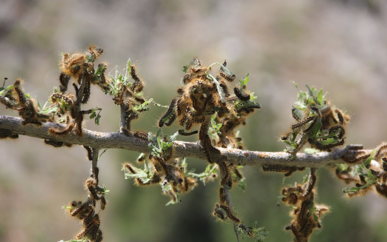 Türkiye'de görüldü! Her gün 10 kişi hastaneye gidiyor - Sayfa 9