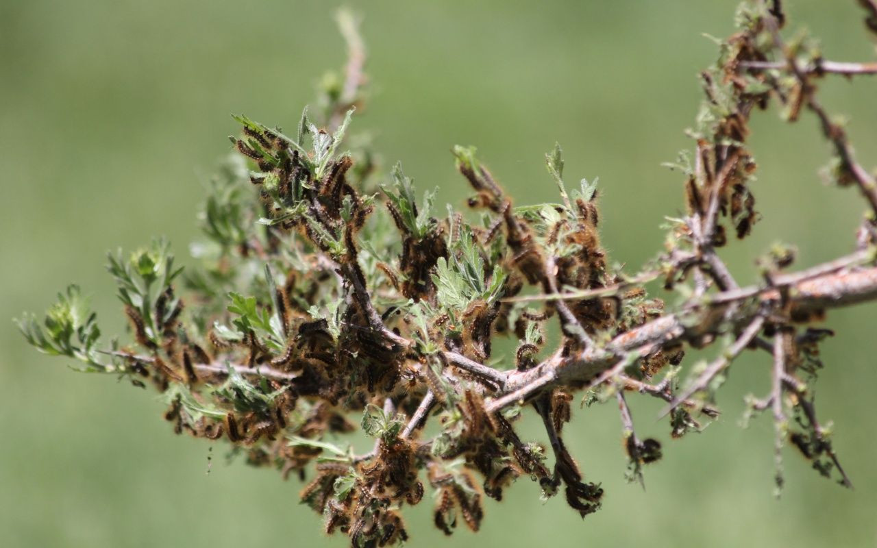 Türkiye'de görüldü! Her gün 10 kişi hastaneye gidiyor - Sayfa 10
