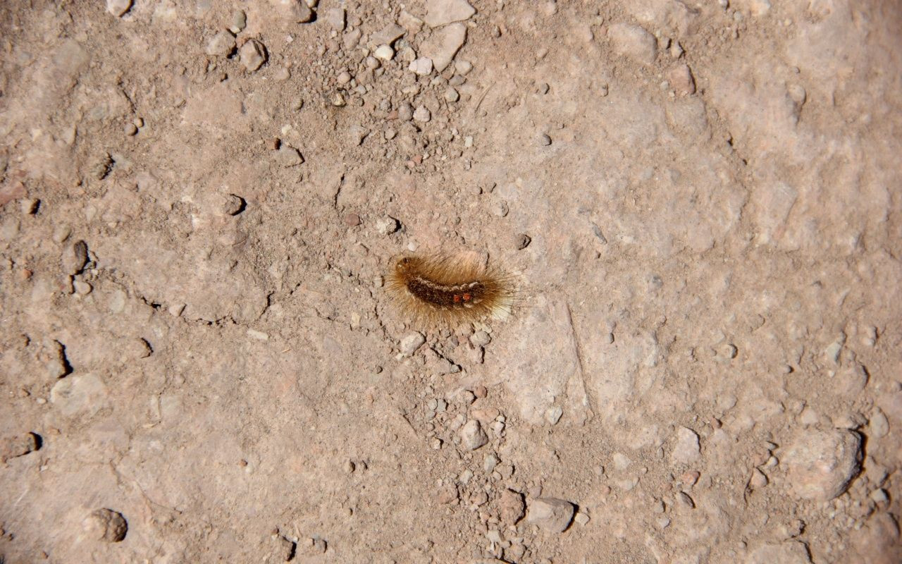 Türkiye'de görüldü! Her gün 10 kişi hastaneye gidiyor - Sayfa 5