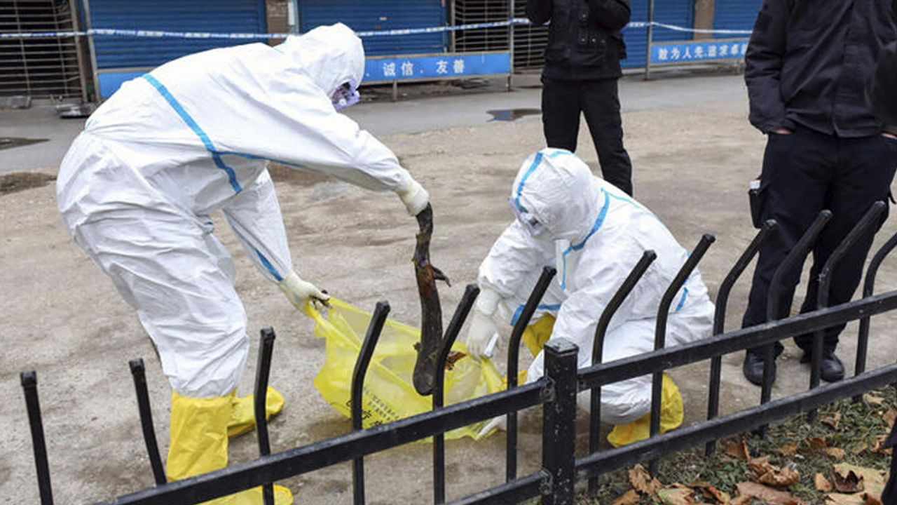 Son dakika... Çin'de 700 kedi yemek olarak servis edilmekten son anda kurtarıldı! - Sayfa 10