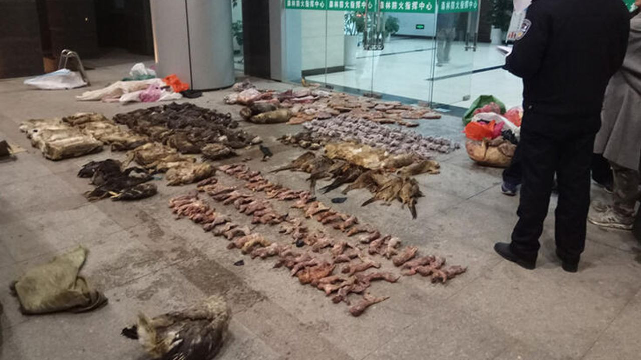 Son dakika... Çin'de 700 kedi yemek olarak servis edilmekten son anda kurtarıldı! - Sayfa 11