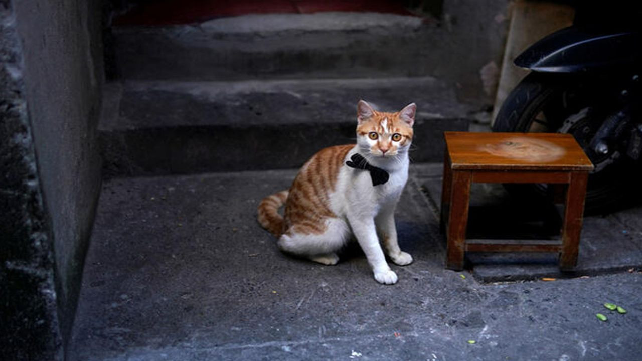 Son dakika... Çin'de 700 kedi yemek olarak servis edilmekten son anda kurtarıldı! - Sayfa 5