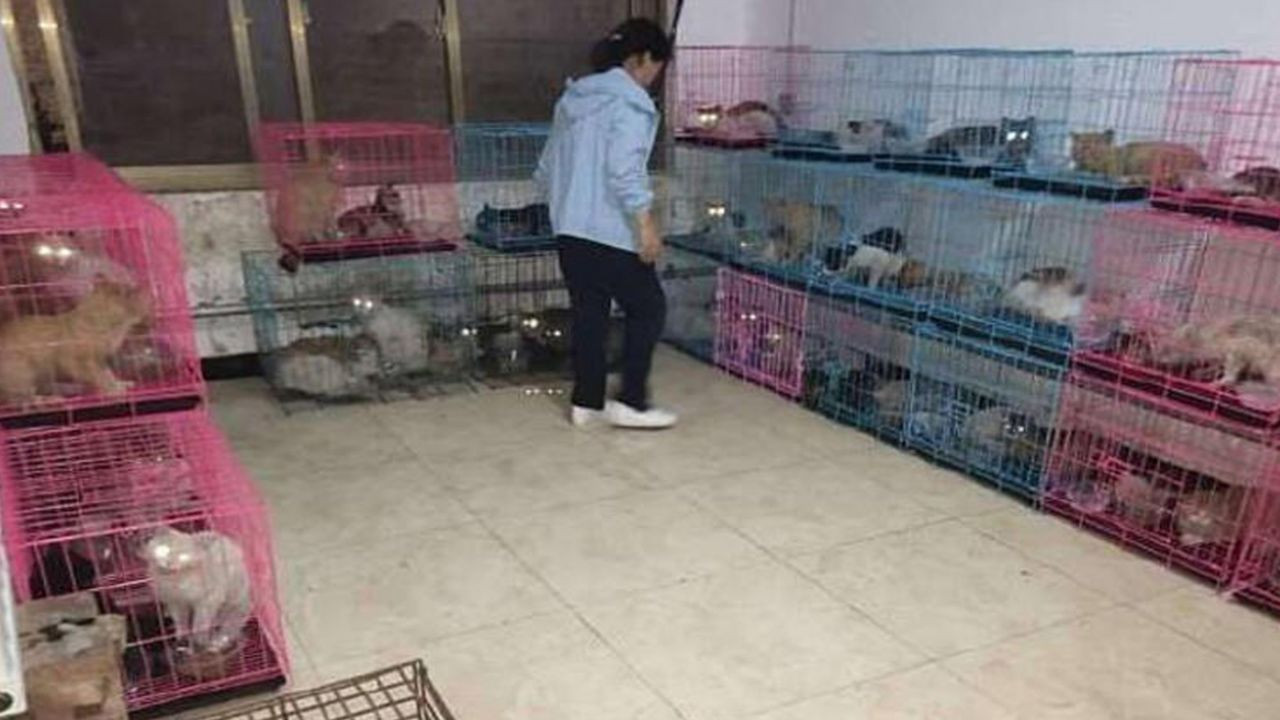 Son dakika... Çin'de 700 kedi yemek olarak servis edilmekten son anda kurtarıldı! - Sayfa 6